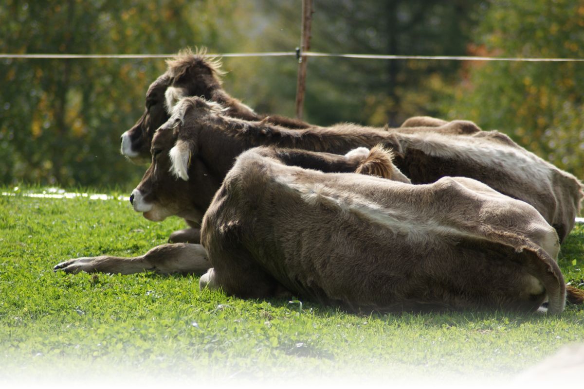 auf der Weide lässt sich´s Leben auf der Weide lässt sich´s Leben