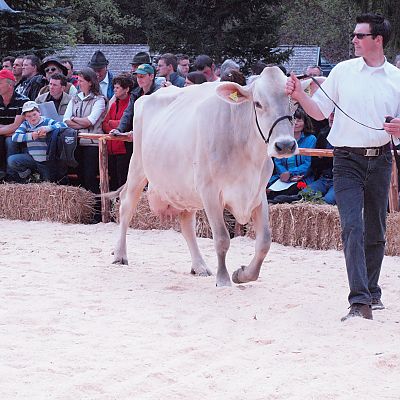 Braunviehausstellung - Martell