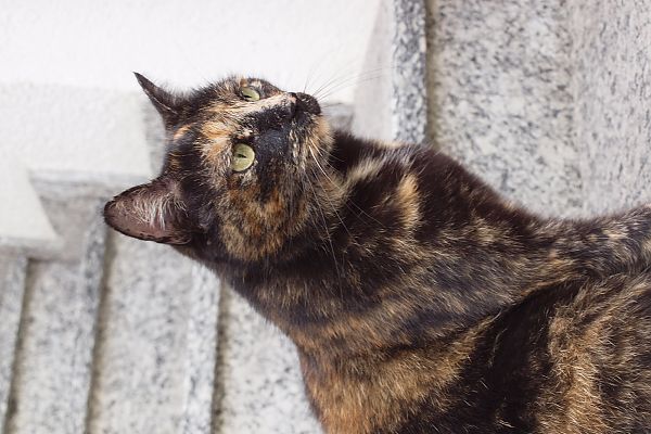 Die Hofkatze Sina