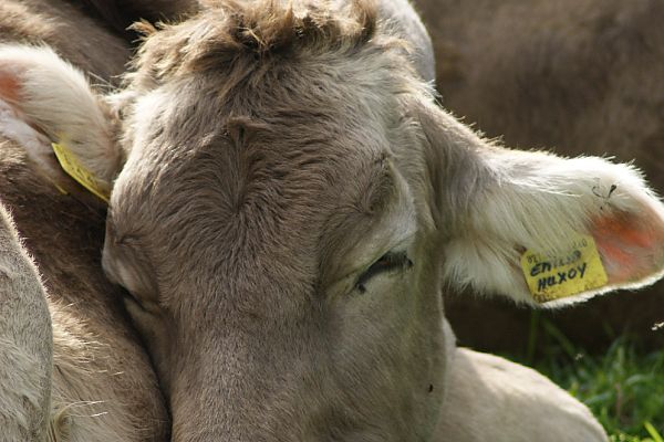 Weidegang wird genossen Weidegang wird genossen