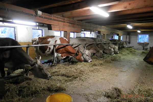 Unsere Kühe Unsere Kühe