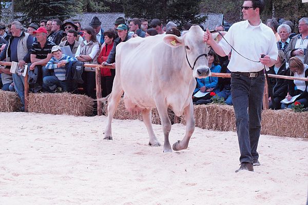 Braunviehausstellung - Martell Braunviehausstellung - Martell