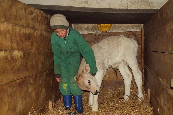 Streicheleinheiten für´s Kälbchen Streicheleinheiten für´s Kälbchen